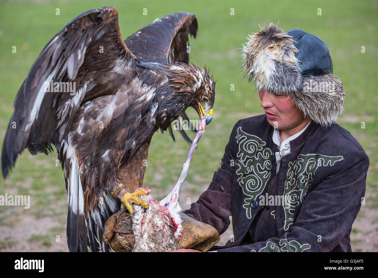 Golden Eagle viene alimentato dall'aquila cacciatore e il Kirghizistan. Foto Stock