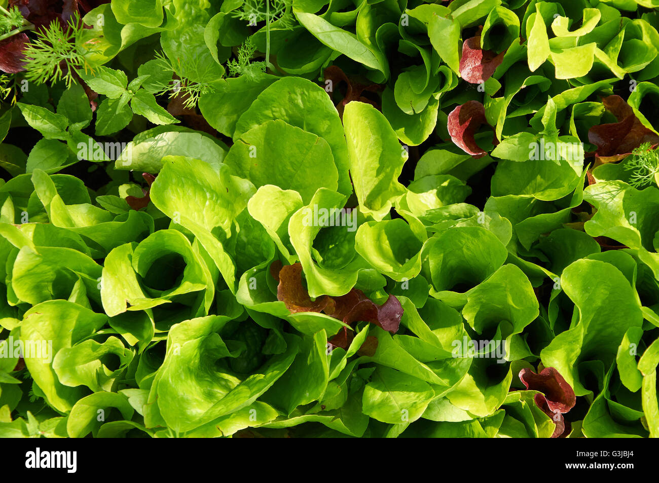 Fresco verde insalata di lattuga lascia closeup nella luce calda del sole Foto Stock