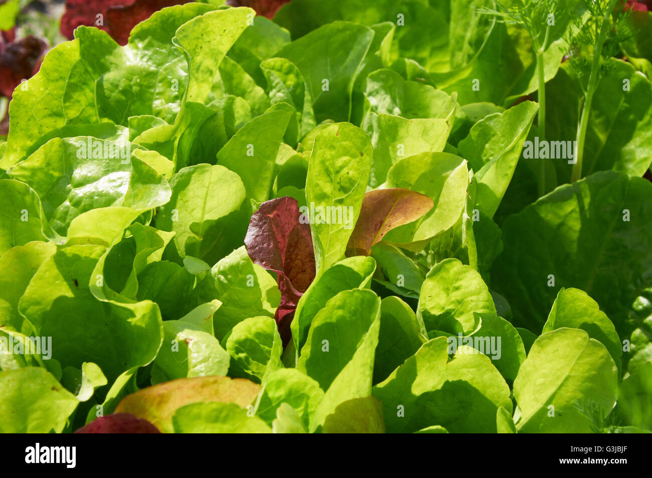 Fresco verde insalata di lattuga lascia closeup nella luce calda del sole Foto Stock