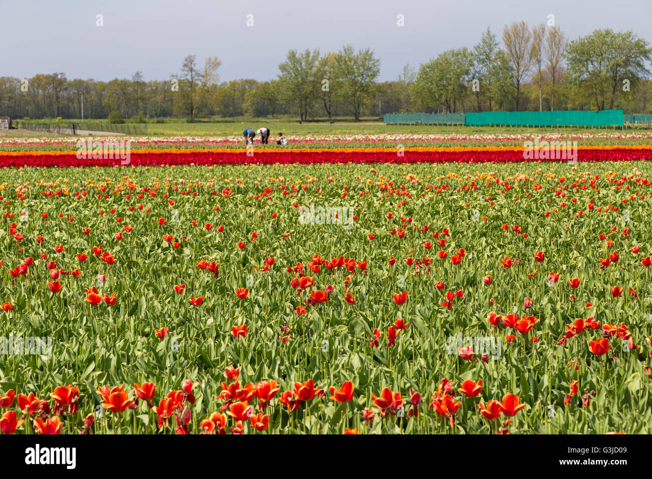 Raccolte di tulipani rossi sul campo vicino villaggio di Lisse nei Paesi Bassi nel maggio Foto Stock