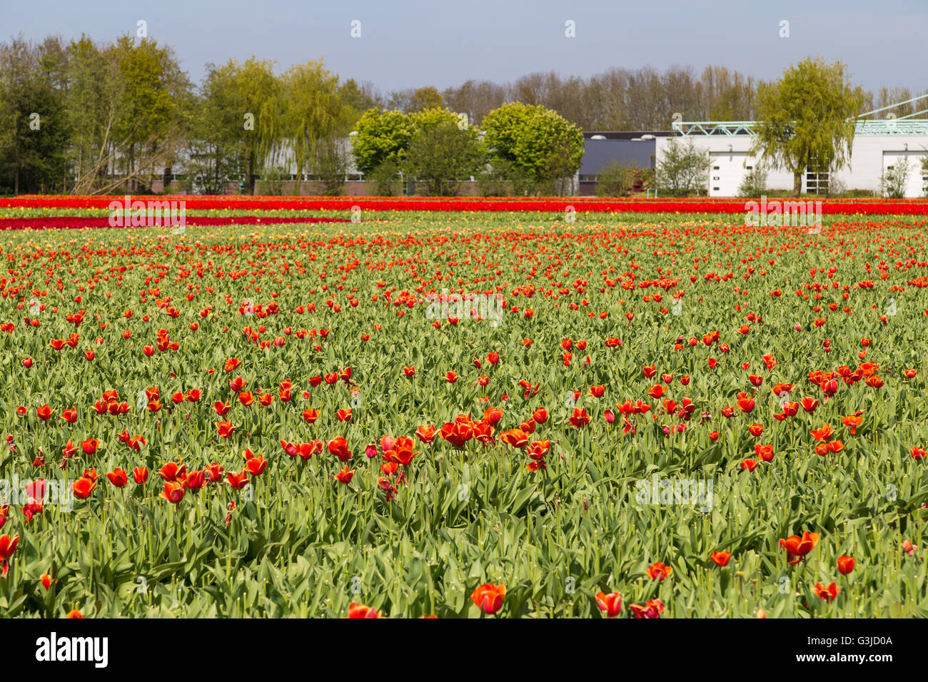Raccolte di tulipani rossi sul campo vicino villaggio di Lisse nei Paesi Bassi nel maggio Foto Stock