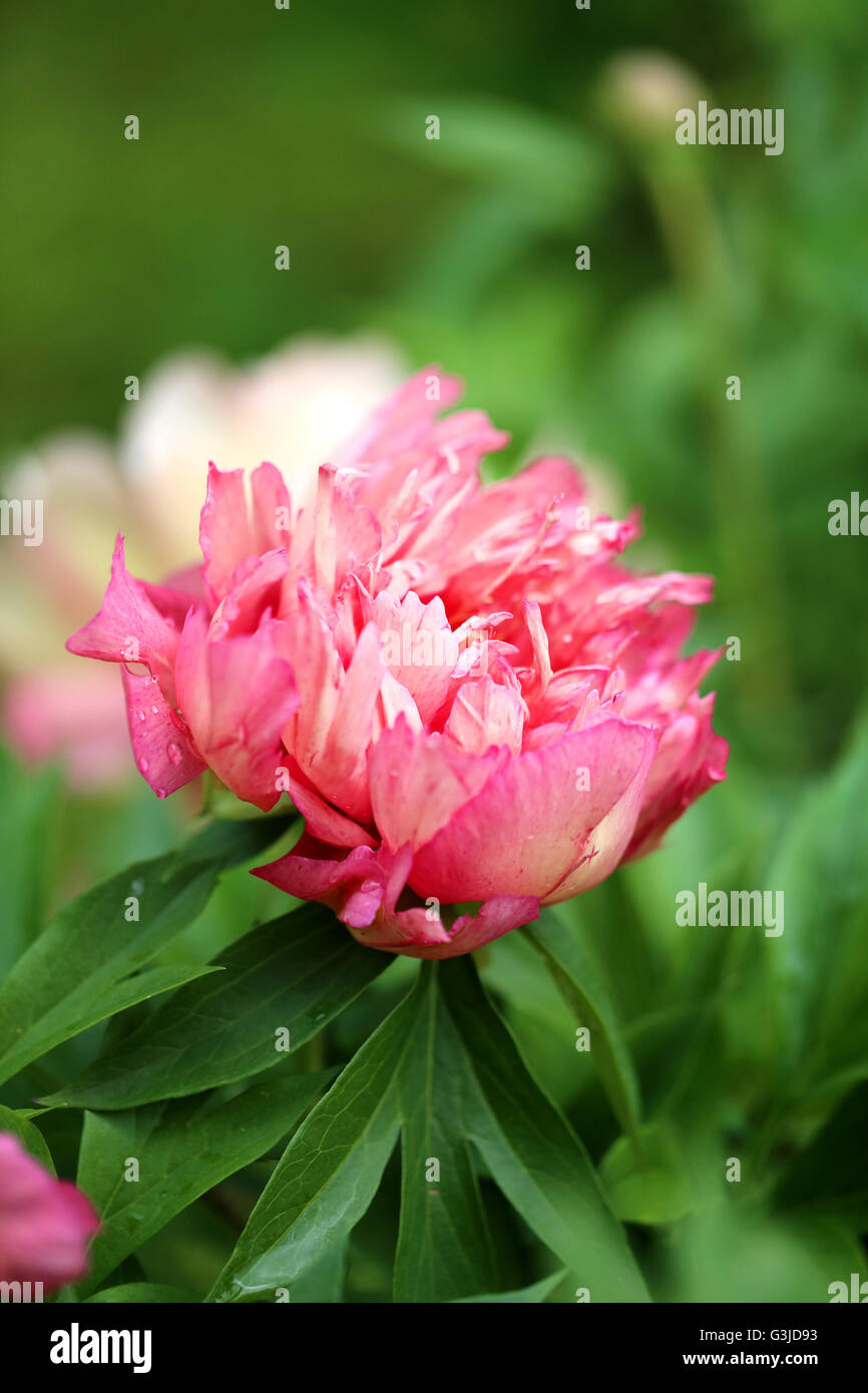 Foto di un bel colore rosa peonia nel giardino estivo Foto Stock