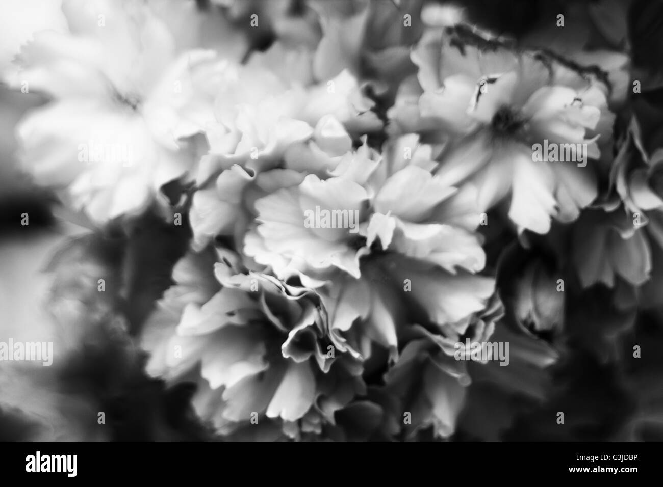 Abstract fiorisce in bianco e nero Foto Stock