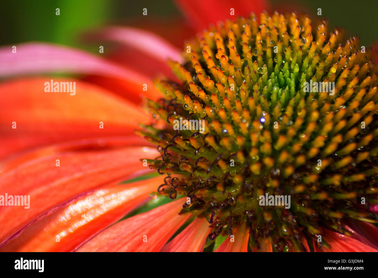 Fiore Foto Stock