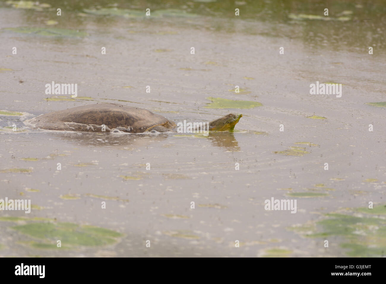 Texas Softshell spinosa, (Apalone spinifera emoryi), Bosque del Apache National Wildlife Refuge, nuovo Messico, Stati Uniti d'America. Foto Stock