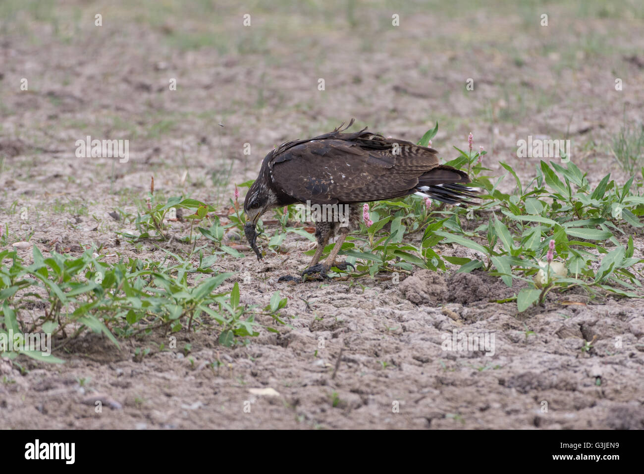 I capretti Common Black Hawk, (Buteogallus anthracinus), foraggio per il gambero di fiume a Bosque del Apache National Wildlife Refuge, NM Foto Stock