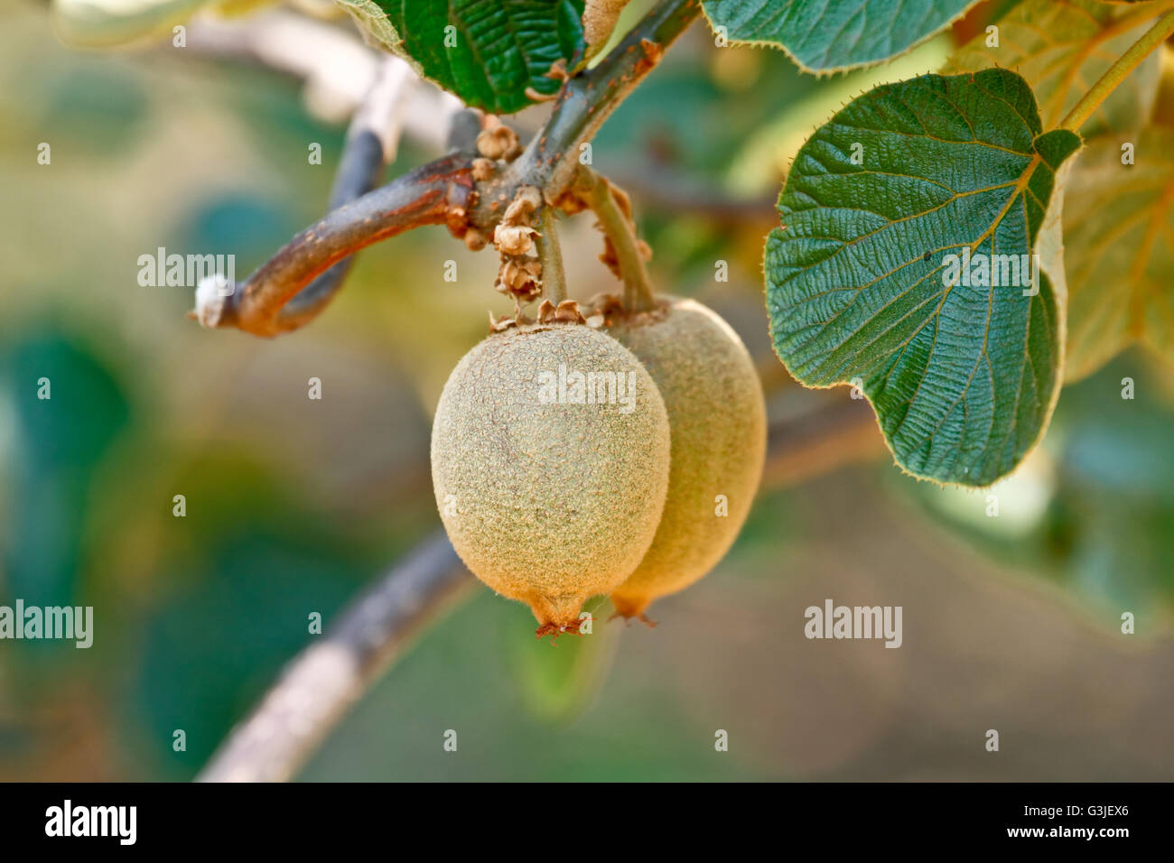 I kiwi /uva spina cinese (Actinidia sp.) sull'albero della vite. I kiwi è originaria della Cina e di ampia diffusione nel mondo Foto Stock