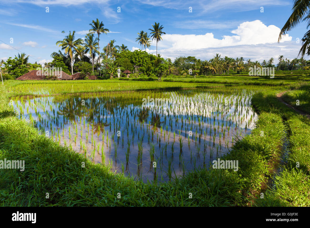 Paesaggio diurno dei campi di riso in Ubud, Bali, Indonesia. Foto Stock