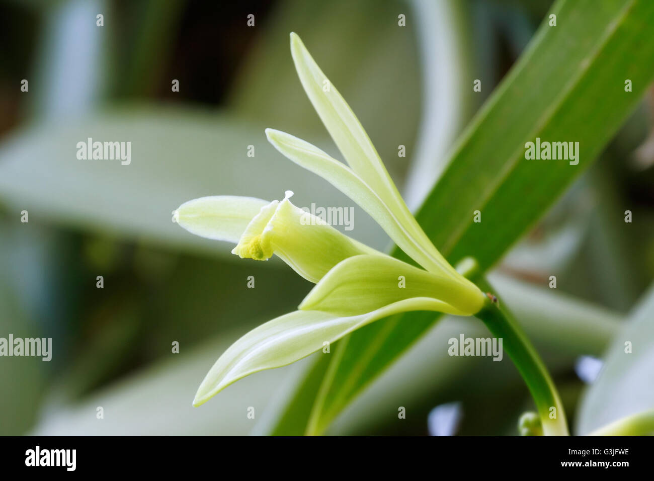 Fiore di vaniglia (Vanilla planifolia) è un membro di vaniglia orchid. La risorsa di aroma vaniglia.(shallow DOF) Foto Stock