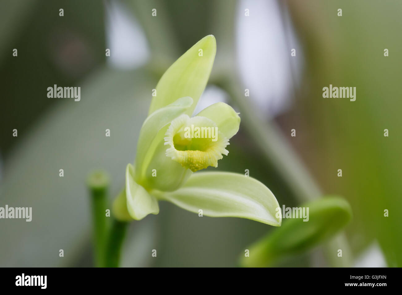 Fiore di vaniglia (Vanilla planifolia) è un membro di vaniglia orchid. La risorsa di aroma vaniglia. Foto Stock
