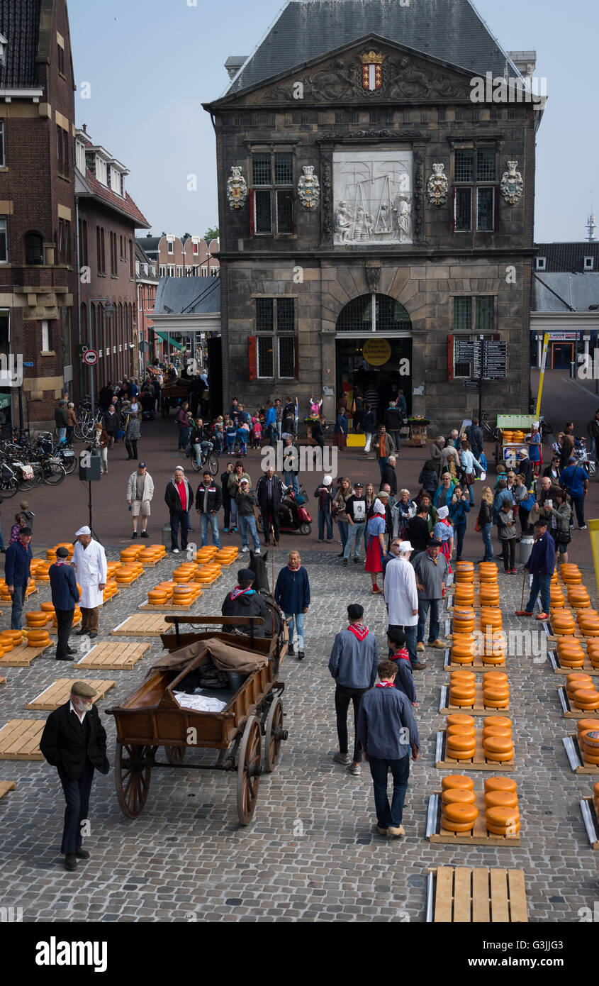 Il venerdì il mercato dei formaggi in Gouda, Paesi Bassi Foto Stock