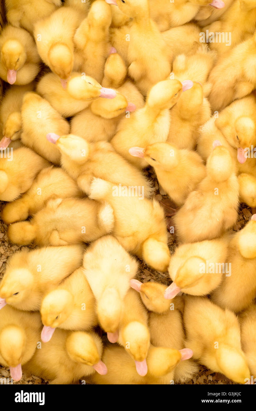 Molti giallo pulcini per la brace con piume soffici allevati per la produzione di carne di pollo quando completamente cresciuti. Tettuccio di immagine in una scatola di legno Foto Stock