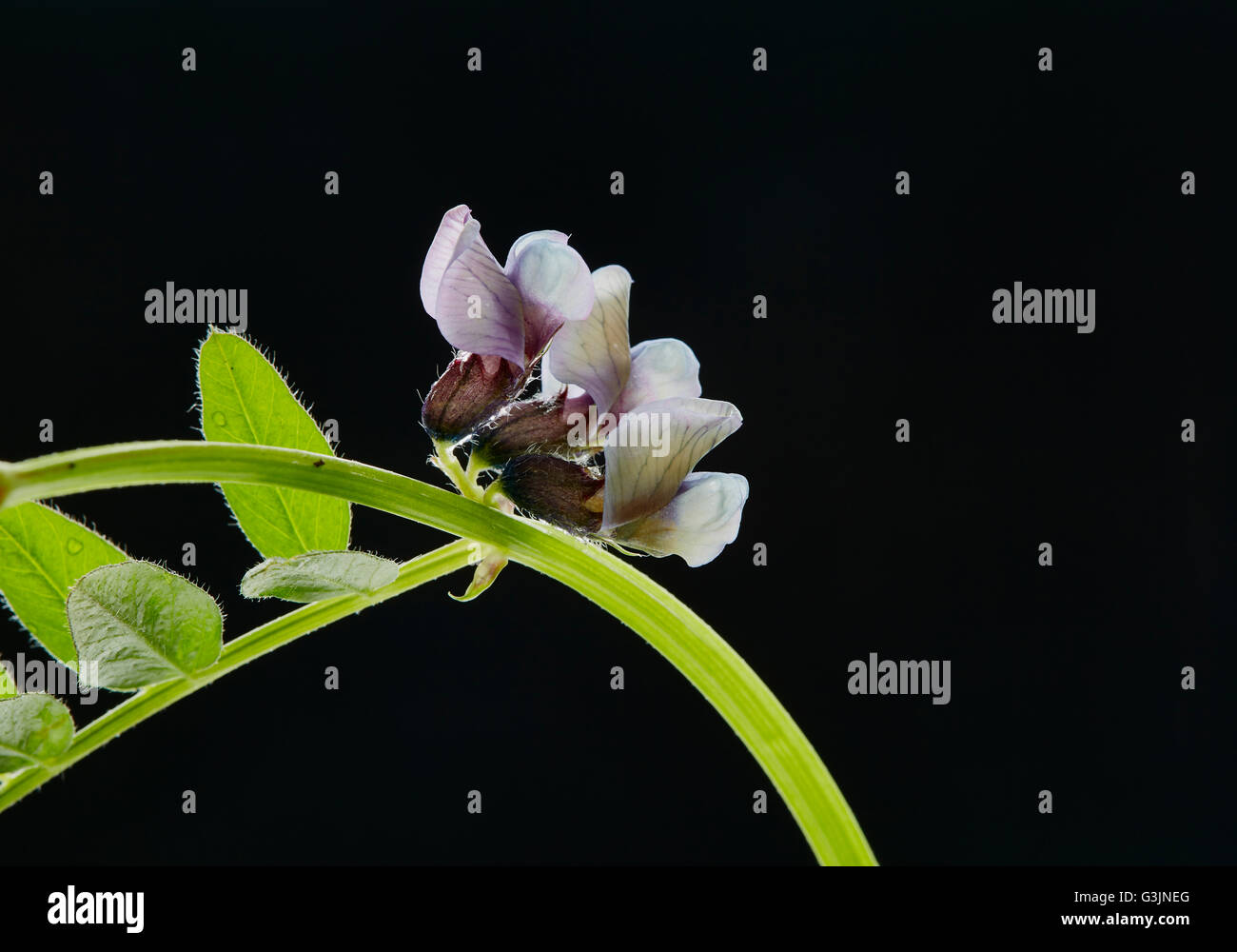 Una fioritura Bush veccia con uno sfondo scuro Foto Stock