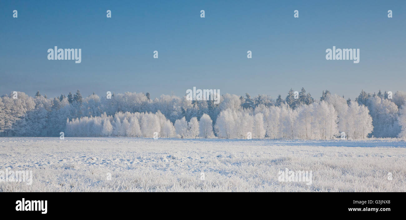 Paesaggio invernale con alberi neve avvolto contro il cielo blu,Regione Podlasie,Polonia,l'Europa Foto Stock
