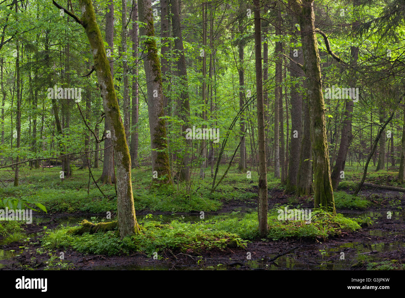 Primavera sunrise in umido stand decidui di Bialowieza foresta con acqua stagnante,Bialowieza Forest,Polonia,l'Europa Foto Stock