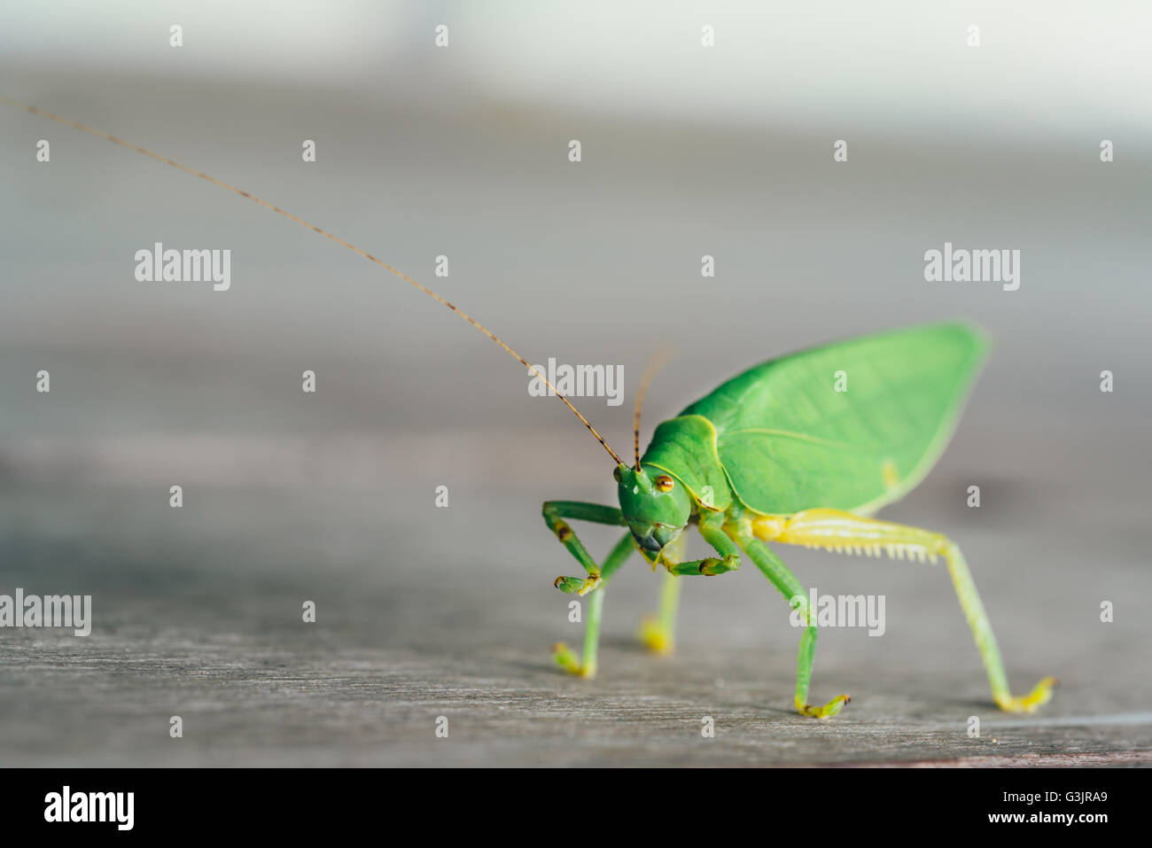 Boccola verde cricket o long-cornuto grasshopper leccare le gambe sul pavimento di legno, sfocatura dello sfondo bokeh di fondo con spazio di copia Foto Stock