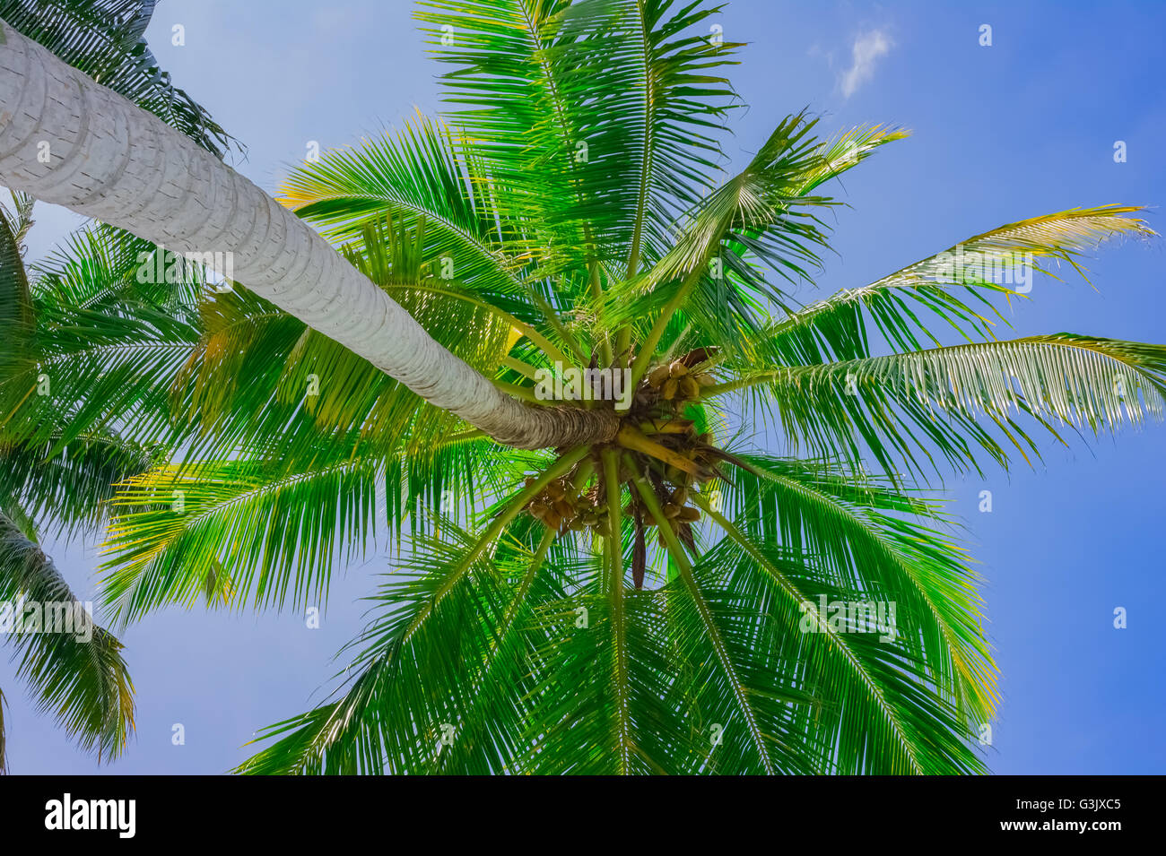 Coconut Palm tree sul cielo blu sullo sfondo Foto Stock