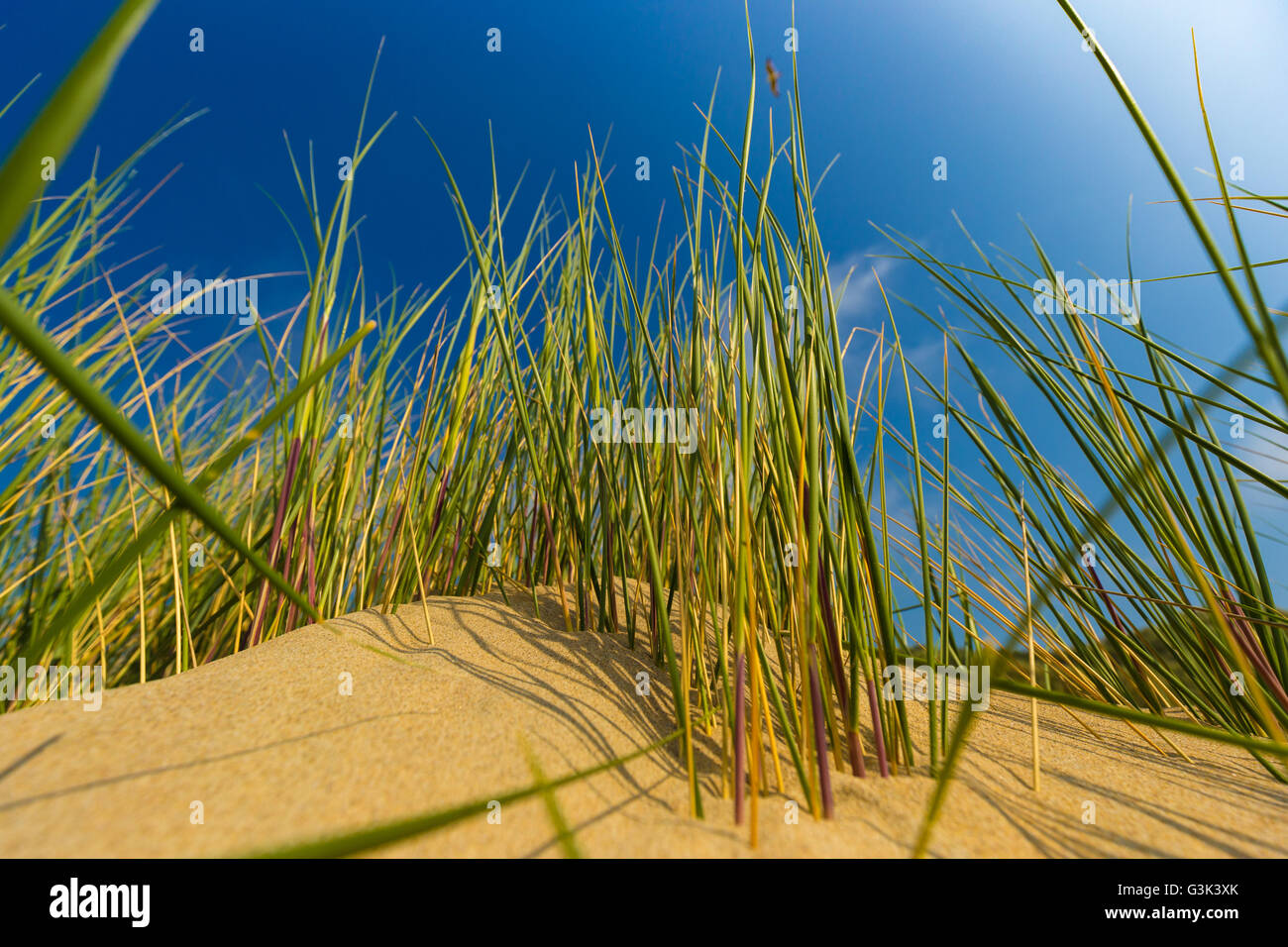 Dune belga alla costa del mare del Nord contro cirrus e stratus nuvole e reed erba, vicino a De Haan, Belgio Foto Stock