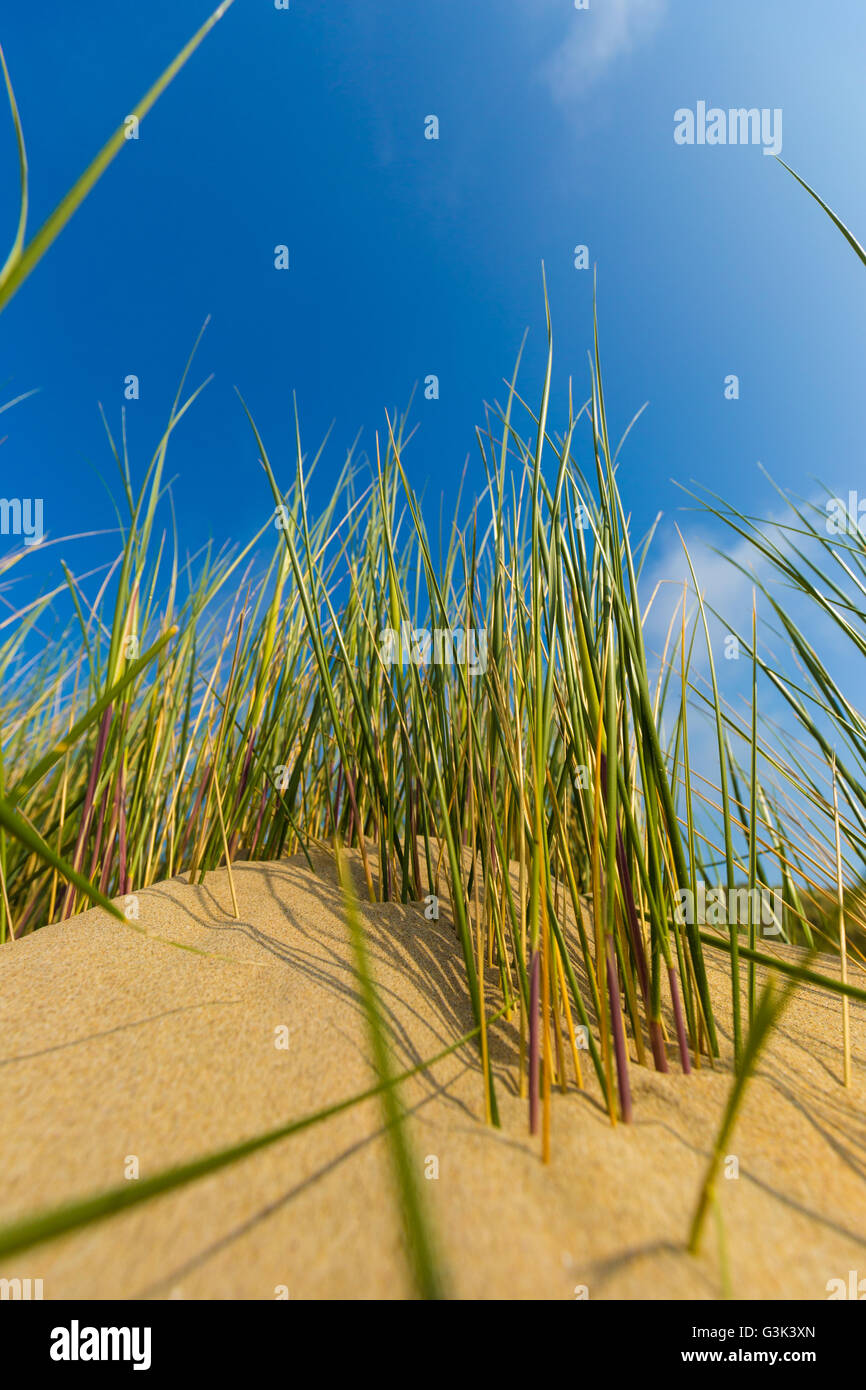 Dune belga alla costa del mare del Nord contro cirrus e stratus nuvole e reed erba, vicino a De Haan, Belgio Foto Stock