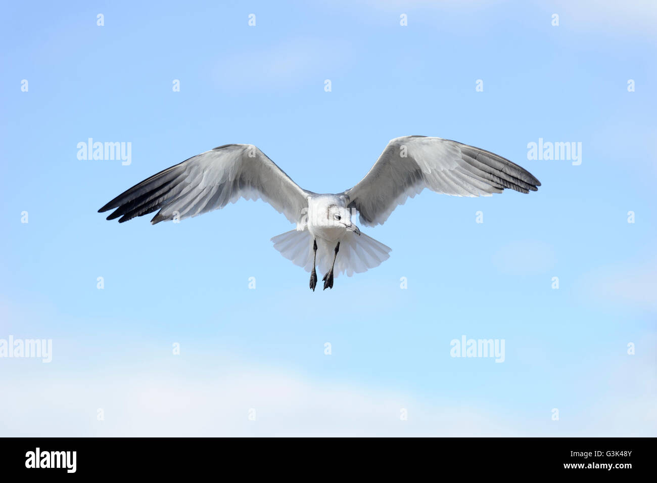 Seagull è una bella seagull diffondere le sue ali e volare contro un vibrante blu cielo. Foto Stock