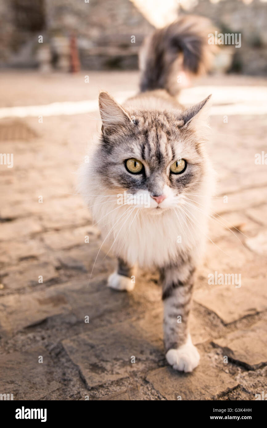 Bellissimo peluche di bianco grigio cat outdoor street Foto Stock