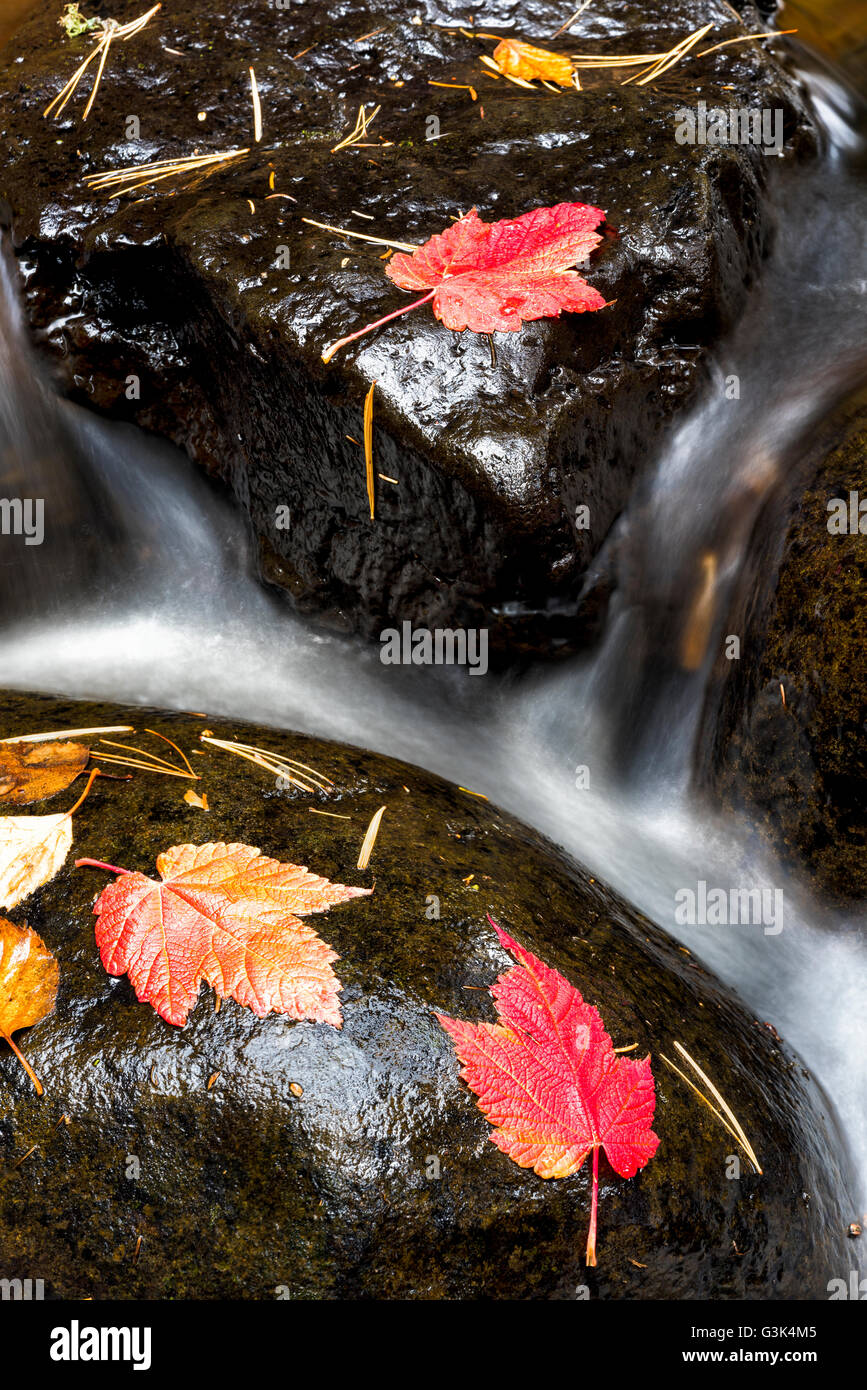 Colori d'autunno foglie di acero sulle rocce del Fiume Kadunce vicino Covill, Minnesota. Foto Stock