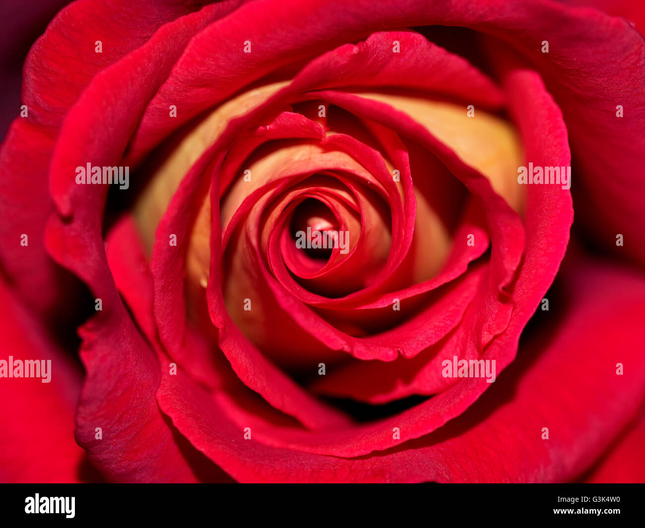 Sorsero nuovi Kleopatra Rosso Giallo colore rosa Macro Foto Stock