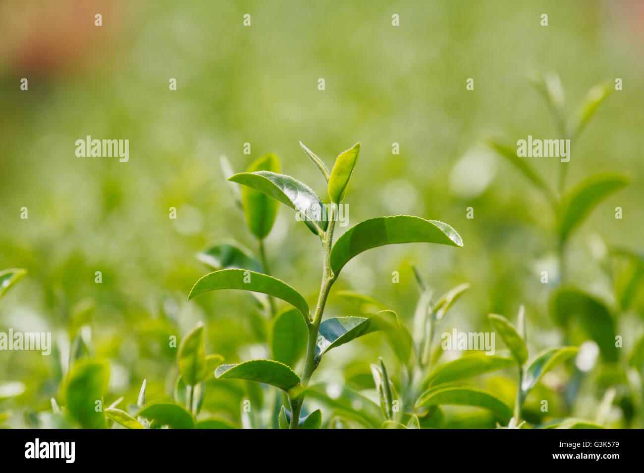 Pianta del tè (Camellia sinensis var. sinensis / tè cinese) lo stabilimento che utilizzano per produrre bevande aromatiche "tè" Foto Stock