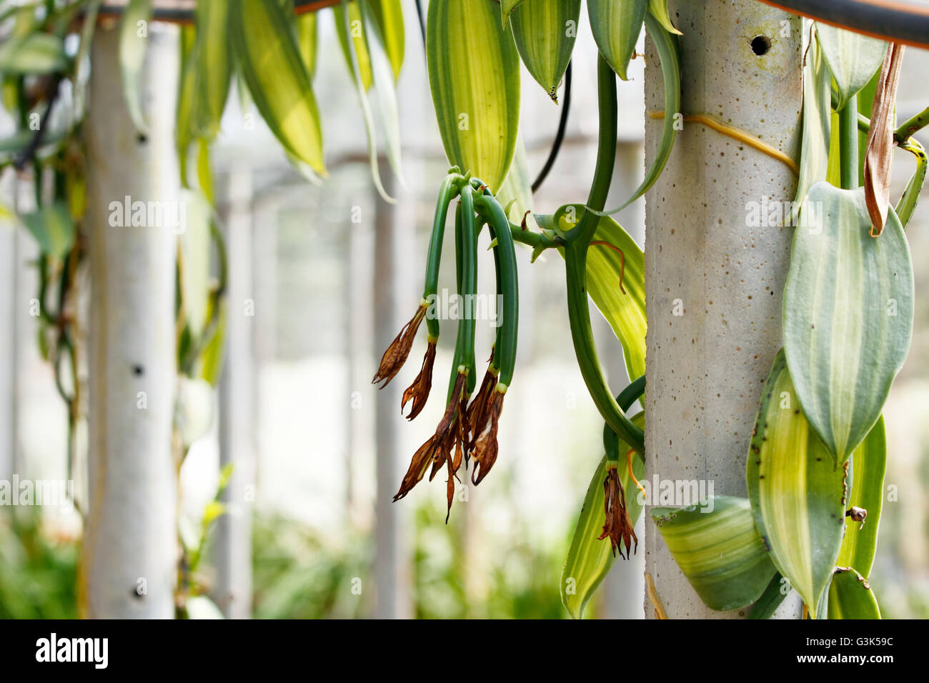 La vaniglia giovane frutta (baccello di vaniglia, pod), Vaniglia frutti sono il raccolto e indurita a essiccato il pod per estrarre aroma di vaniglia. Foto Stock