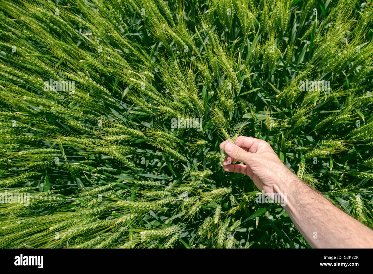 Maschio di imprenditore nel campo di grano, il punto di vista personale, mano toccando le colture di cereali Foto Stock