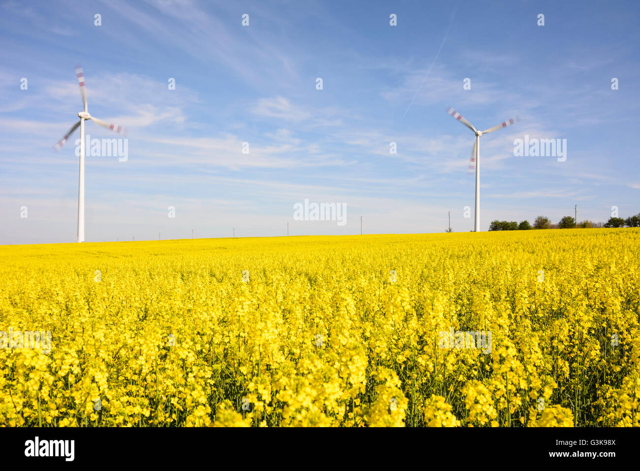 Le turbine eoliche , campo di colza, Austria, Niederösterreich, Bassa Austria, Weinviertel, Neusiedl an der Zaya Foto Stock