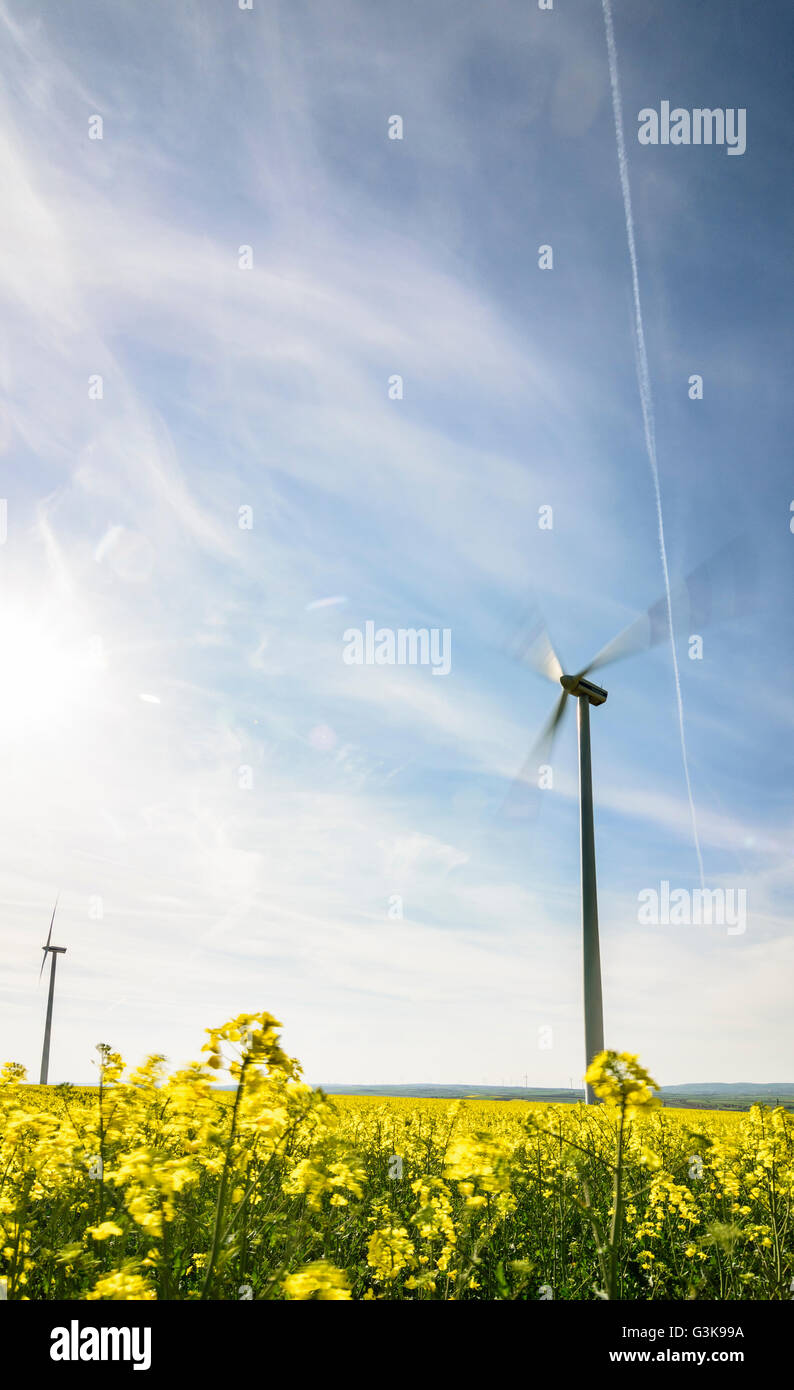 Le turbine eoliche , campo di colza, Austria, Niederösterreich, Bassa Austria, Weinviertel, Neusiedl an der Zaya Foto Stock