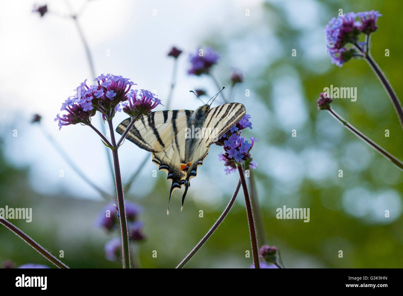 Farfalla a coda di rondine Foto Stock