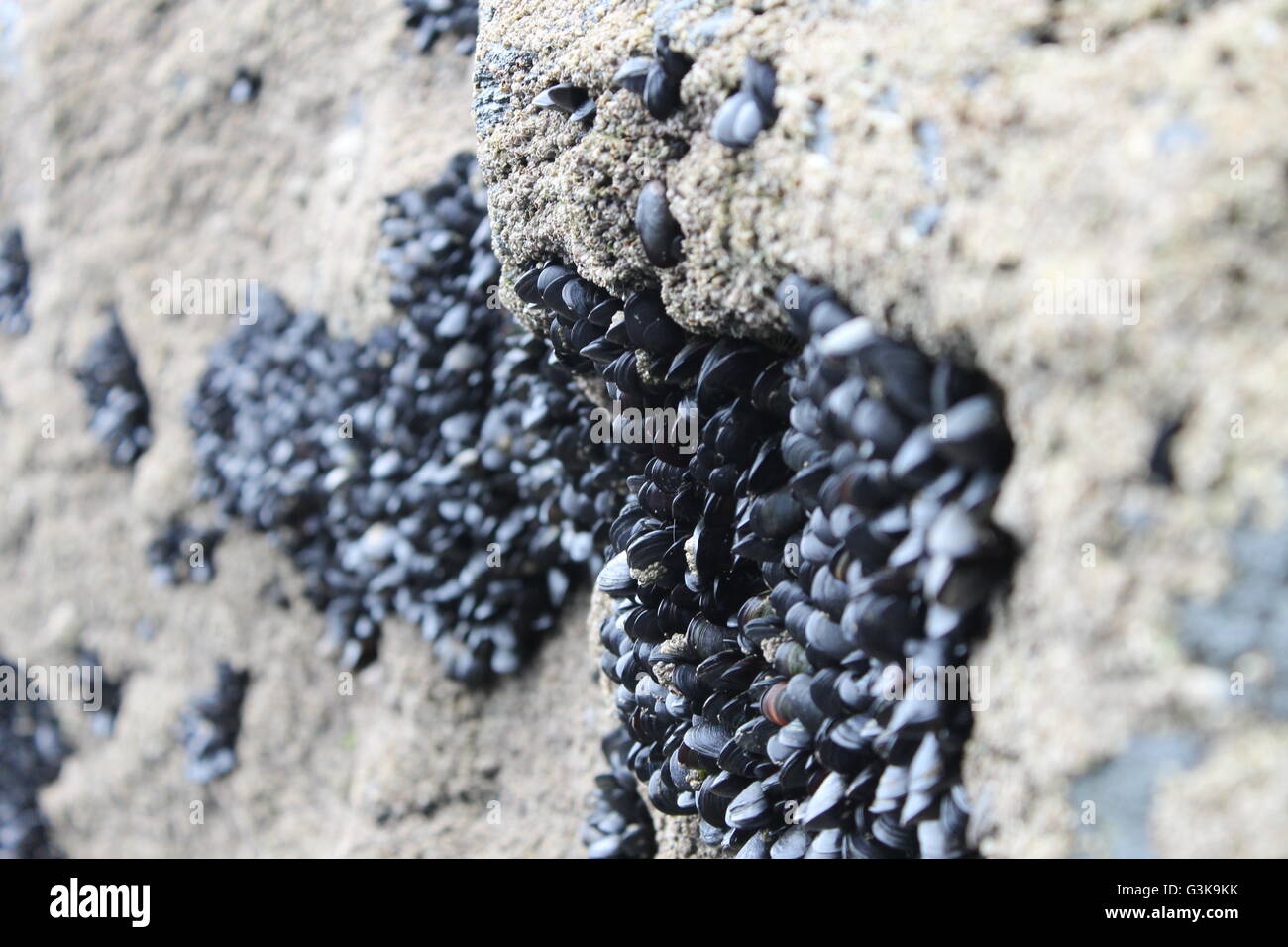 Cozze, Cornish beach, Trebarwith Strand, Cornwall Foto Stock