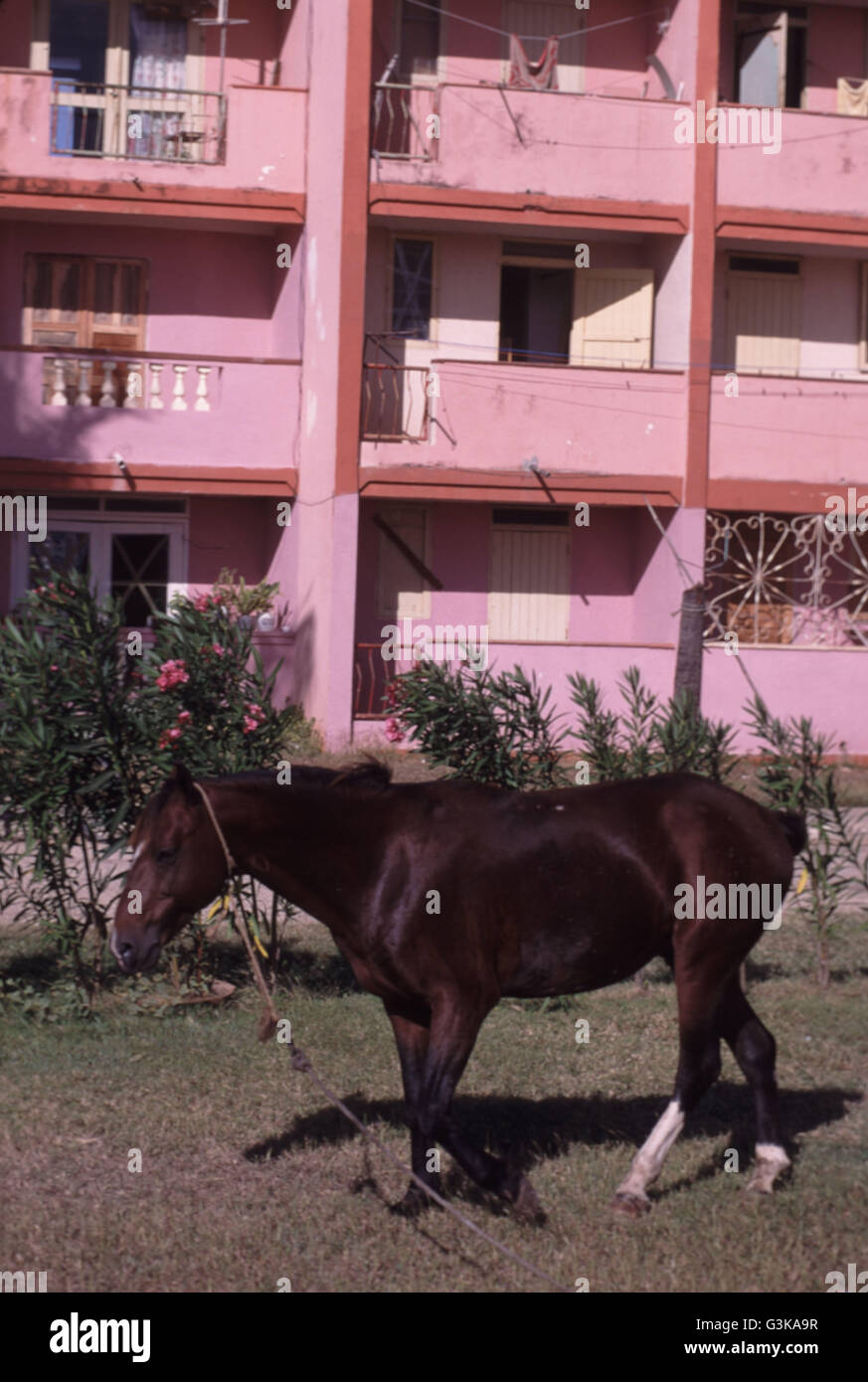 Cavallo in piedi nella parte anteriore del carter socialista progetto Foto Stock