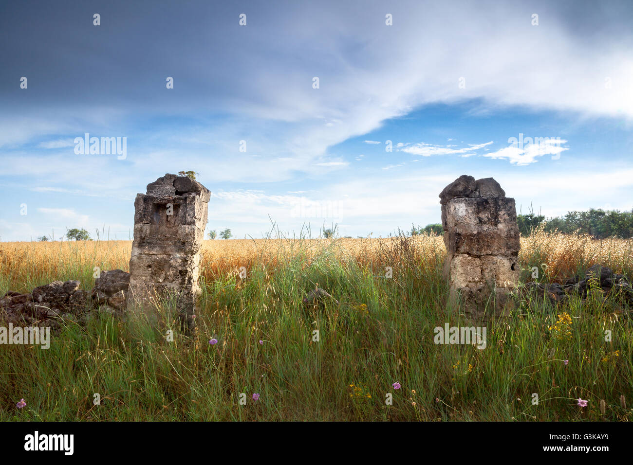 Due vecchi pilastri di pietra su un campo in erba. Altamura, Puglia, Italia Foto Stock