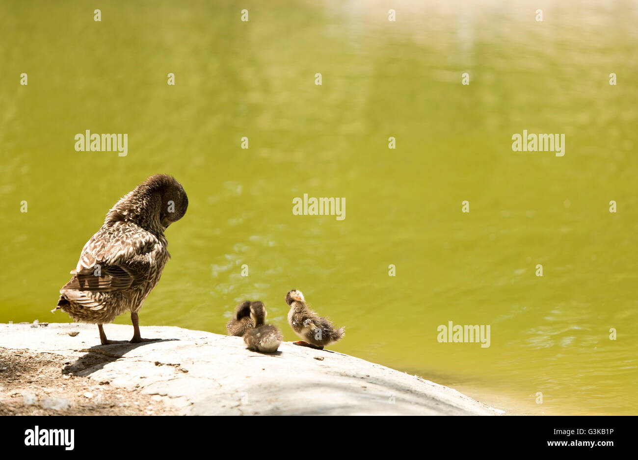 Anatra con la sua nidiata in un stagno Foto Stock