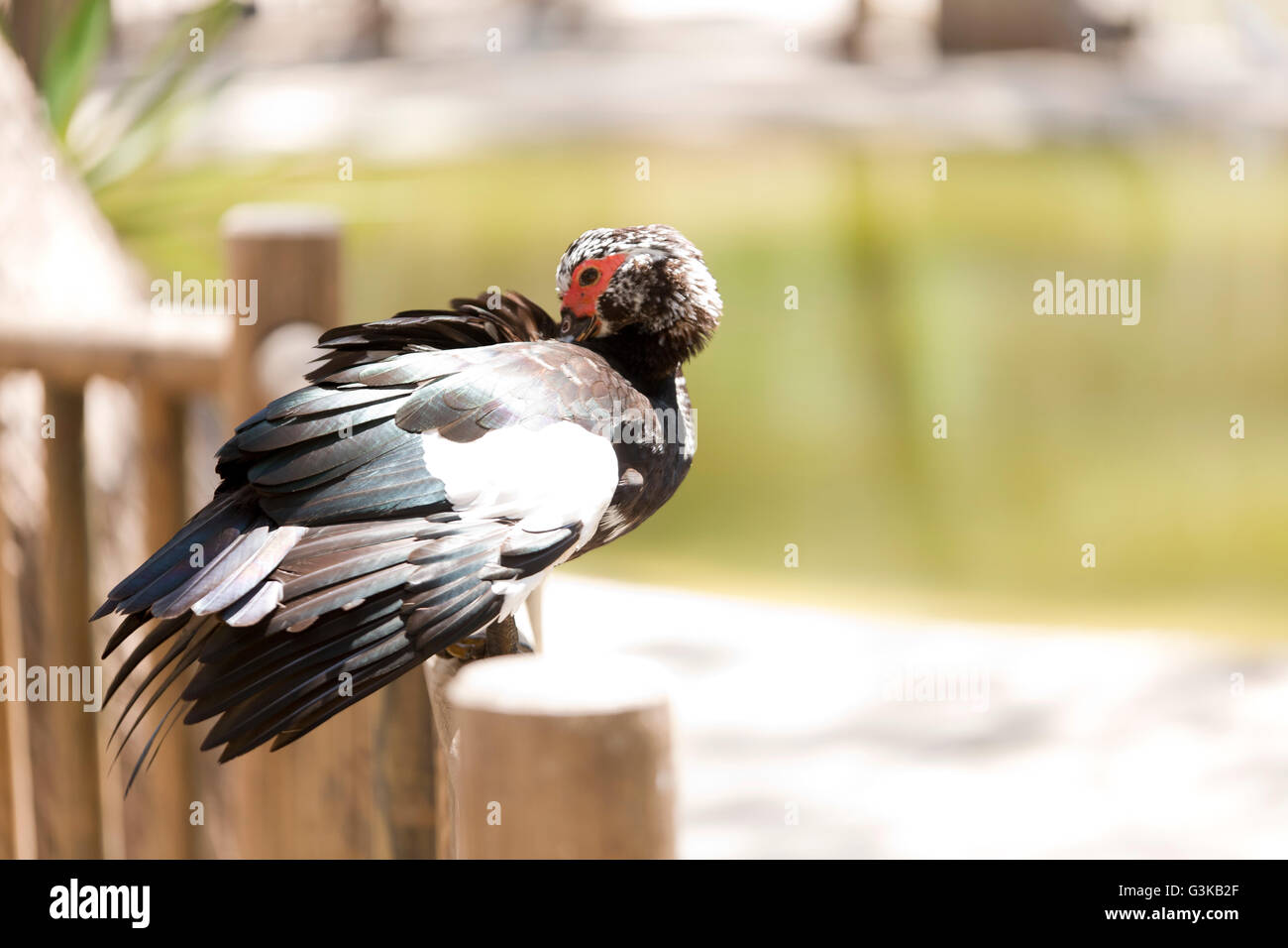 Anatra in appoggio in estate accanto ad un laghetto Foto Stock