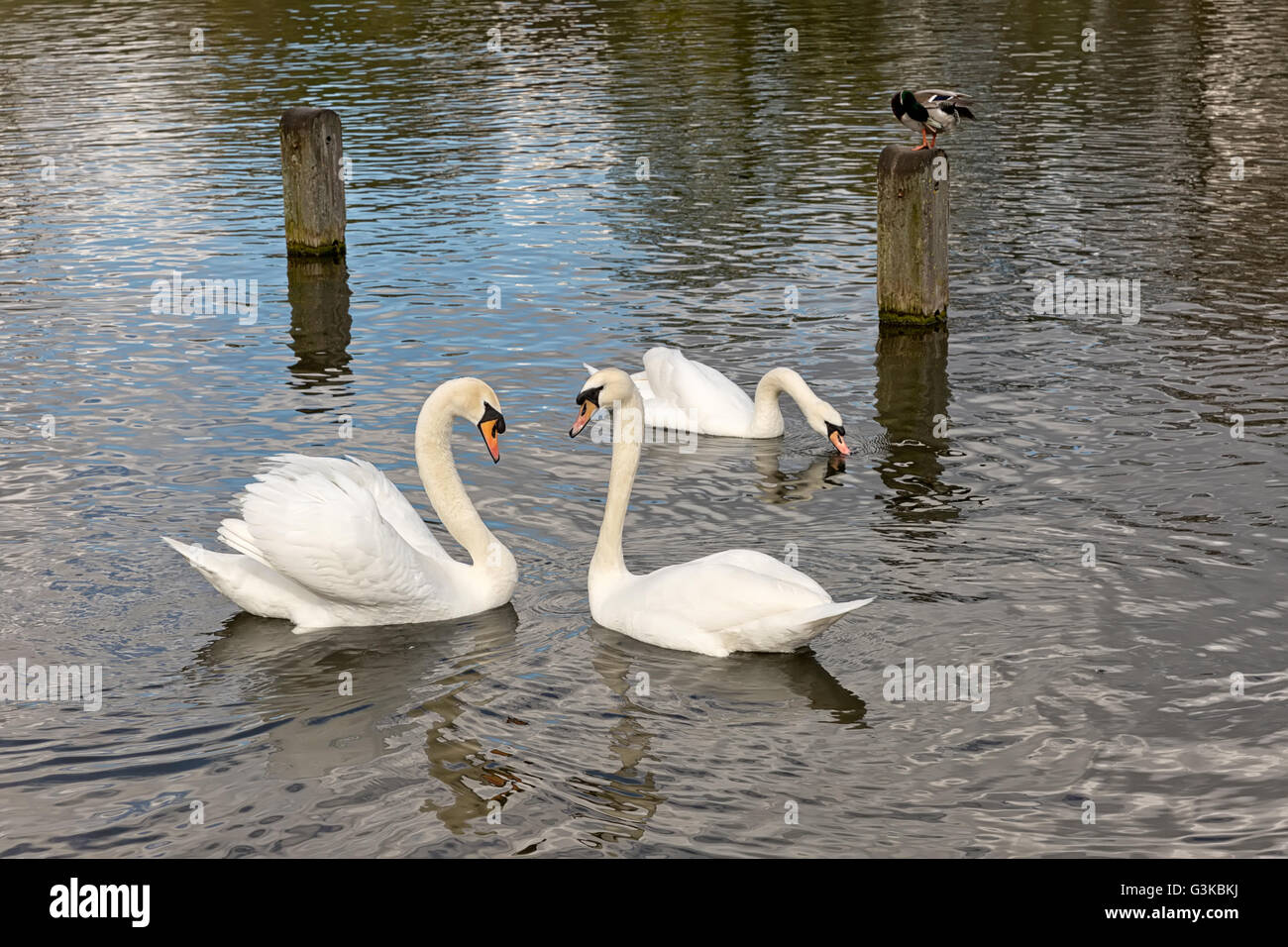 Due cigni bianchi durante il corteggiamento. I cigni sono in acqua formando una forma di cuore Foto Stock
