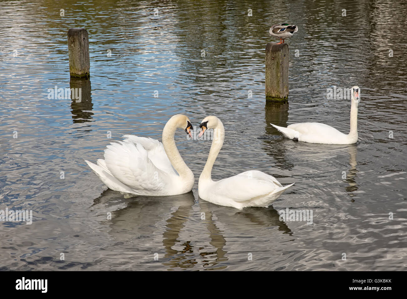 Due cigni bianchi durante il corteggiamento. I cigni sono in acqua formando una forma di cuore Foto Stock