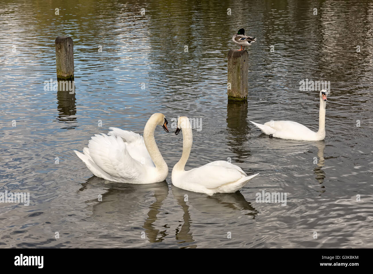Due cigni bianchi durante il corteggiamento. I cigni sono in acqua formando una forma di cuore Foto Stock
