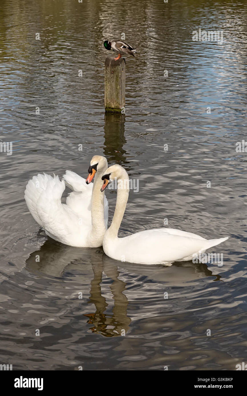 Due cigni bianchi durante il corteggiamento. I cigni sono in acqua Foto Stock