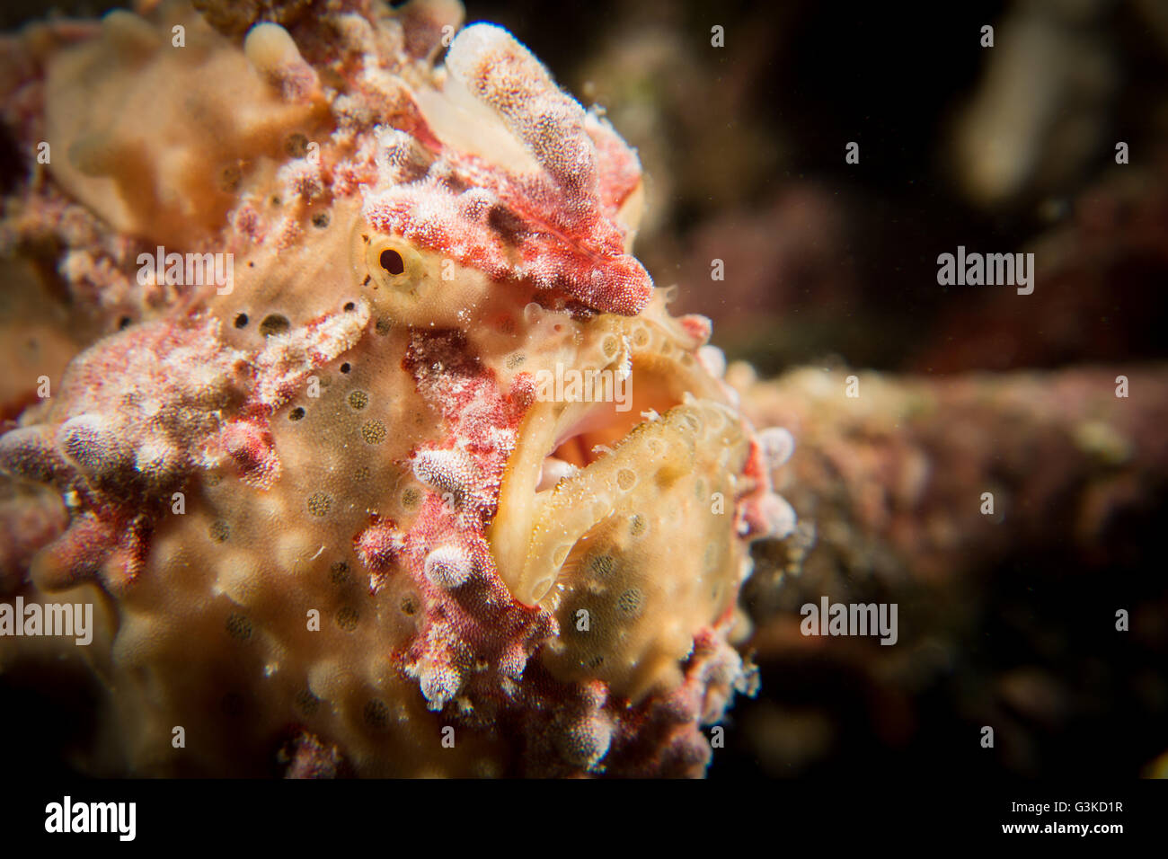 Un verde e rosa presenta verrucosa pesce rana - Antennarius maculatus - attende la sua preda. Prese nel Parco Nazionale di Komodo, Indonesia. Foto Stock