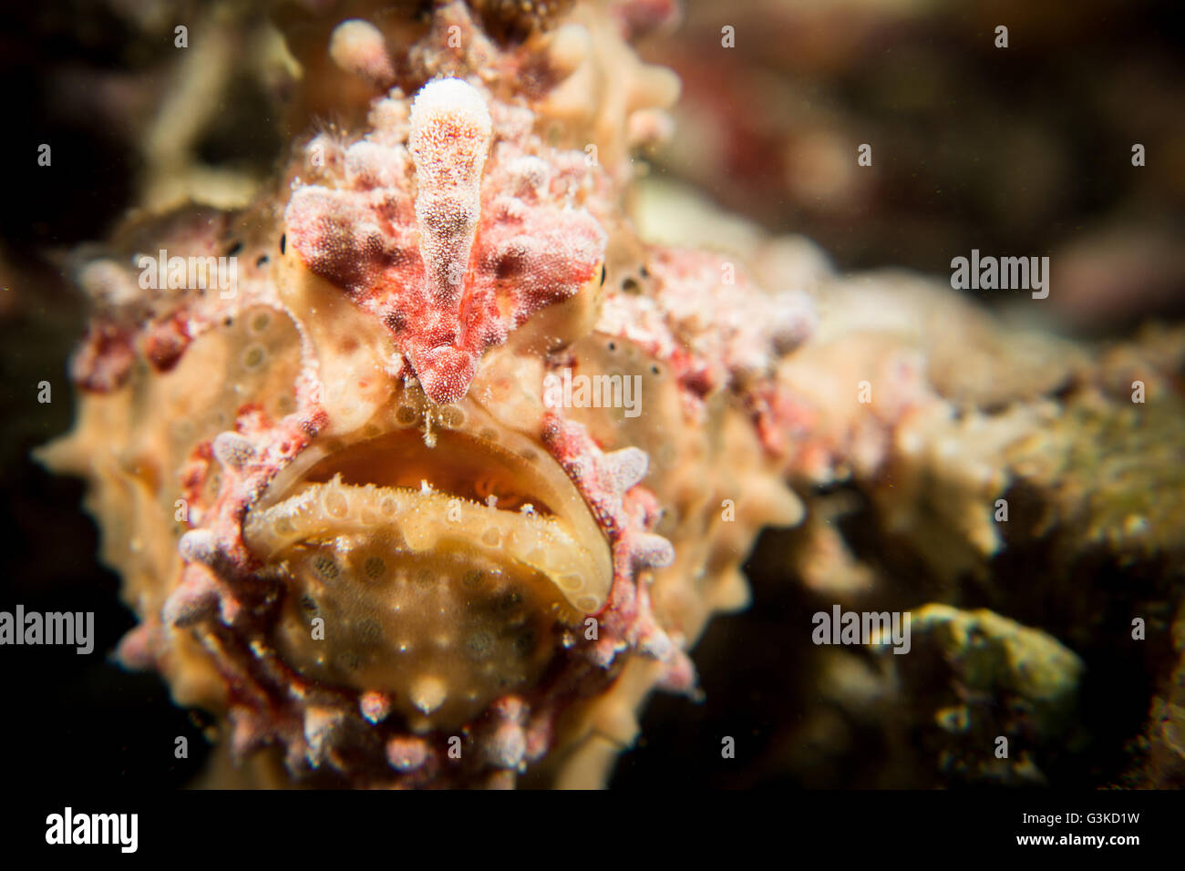 Un verde e rosa presenta verrucosa pesce rana - Antennarius maculatus - guarda nella lente. Prese nel Parco Nazionale di Komodo, Indonesia. Foto Stock