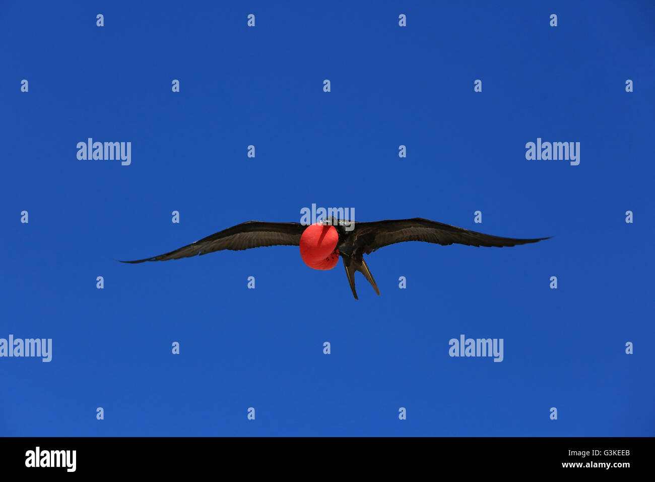 Flying frigatebird maschio durante la stagione di accoppiamento Foto Stock