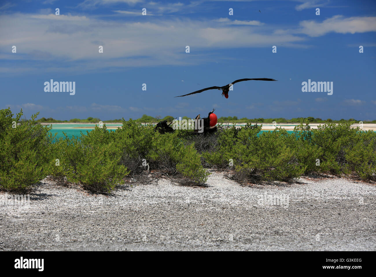 Voce maschile Frigate Bird cercando di inseguire un altro maschio dal nido, Isola di Natale, Kiribati Foto Stock