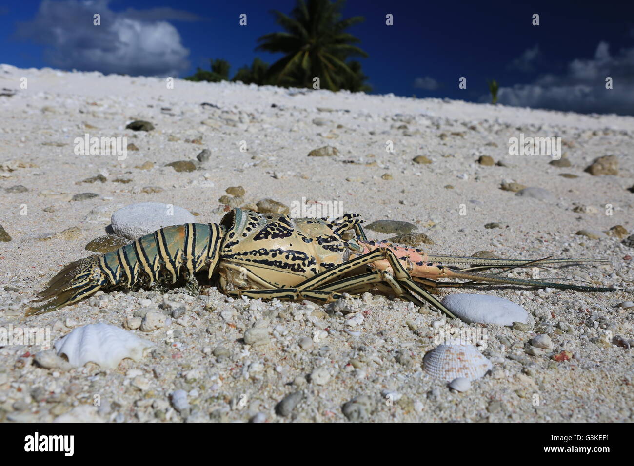 Guscio di aragosta su di una spiaggia di sabbia, l'isola di Christmas, Kiribati Foto Stock