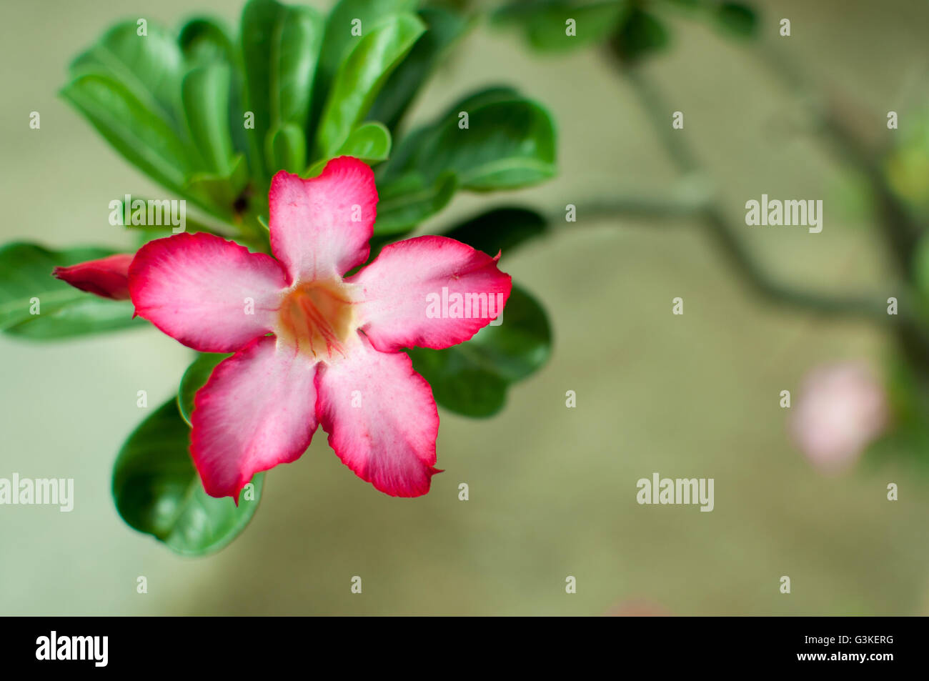 Fiore tropicale Adenium Rosa,rosa del deserto. Foto Stock