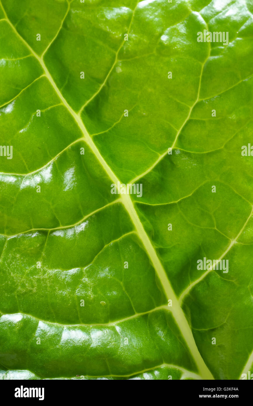 Spinaci foglia Closeup Foto Stock