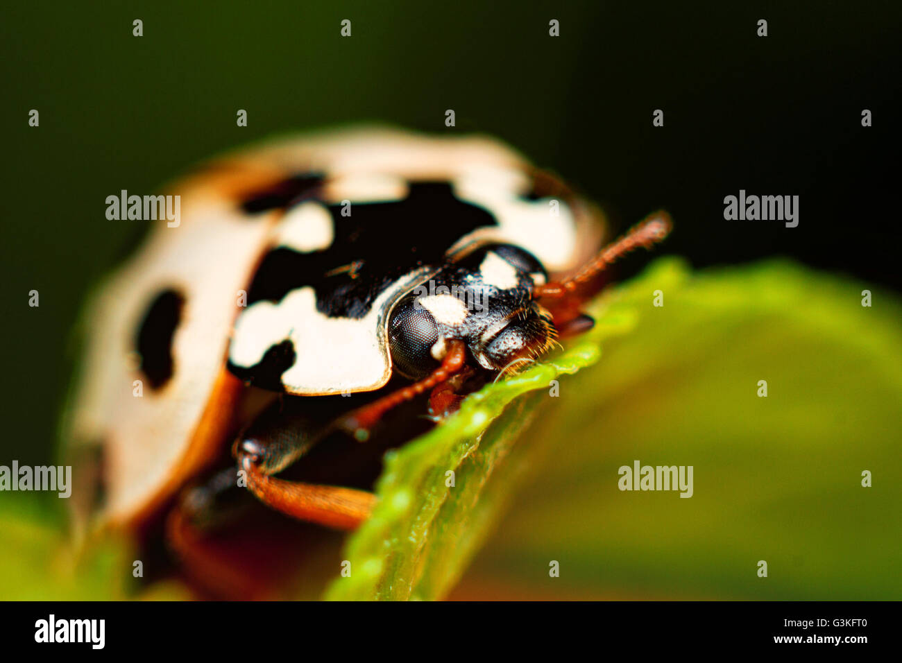 Ladybug su una foglia verde Foto Stock
